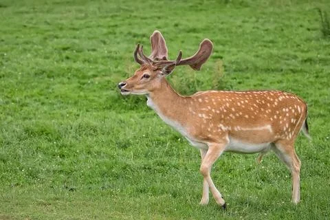 Fallow deer in the run Stock Photos