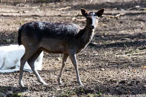 Fallow deer run through the forest Stock Photos