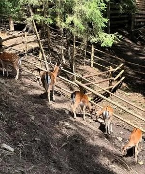 Fallow Deer in a Rustic Enclosure Stock Photos