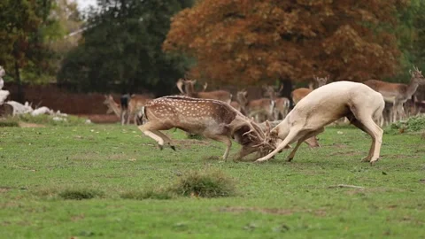 Fallow deer rutting in slow motion Stock-Footage 321688334