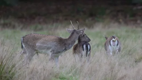 A fallow deer is scratching its coat with a young fallow stag Stock Footage 337571982