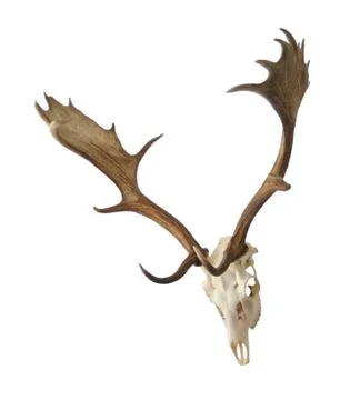 Fallow deer skull Stock Photos