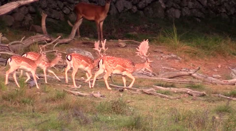 Fallow deer in small group walking Stock Footage 55858675