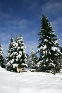 Fallow deer in the snow Stock Photos