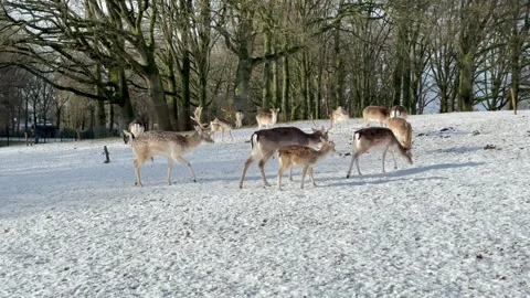 Fallow deer on snowy fields walking in herds Stock Footage 261812217