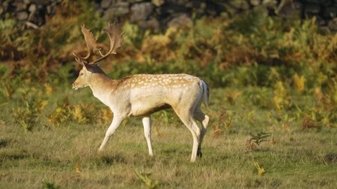 Fallow deer with spotted coat and large antlers walking gracefully in meadow Stock Footage 317084610