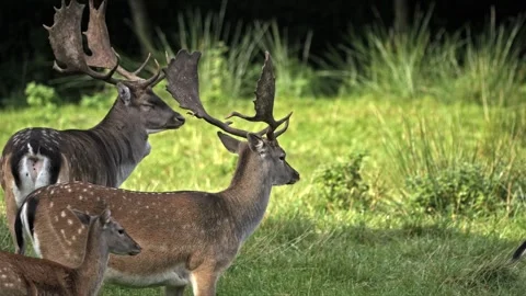 Fallow Deer Stag and Young Buck – Wildlife 4K Stock-Footage 320929116