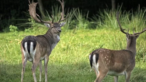 Fallow Deer Stag and Young Buck Together – Wildlife 4K Stock-Footage 320929148