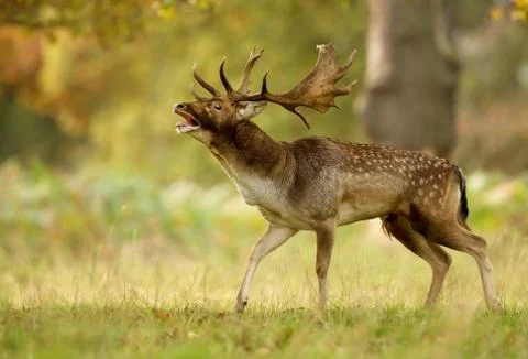 Fallow deer stag bellowing during a rutting season in autumn Stock Photos