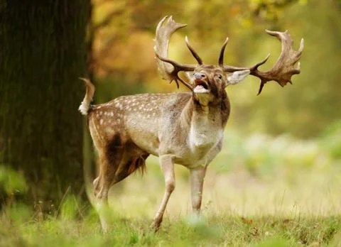 Fallow deer stag bellowing during a rutting season in autumn Stock Photos