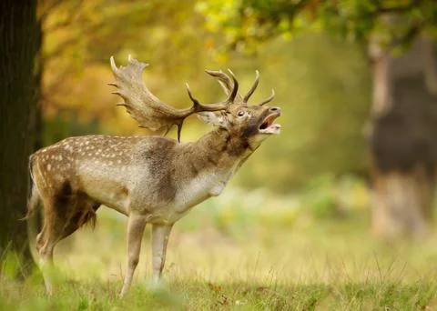 Fallow deer stag bellowing during a rutting season in autumn Foto stock