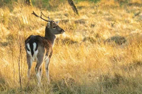 Fallow deer stag Dama Dama with big antlers Stock Photos