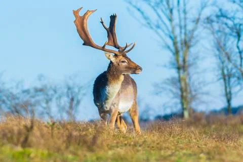 Fallow deer stag Dama Dama with big antlers Stock Photos