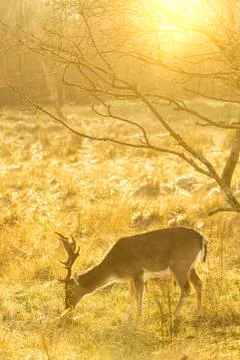 Fallow deer stag Dama Dama with big antlers Stock Photos