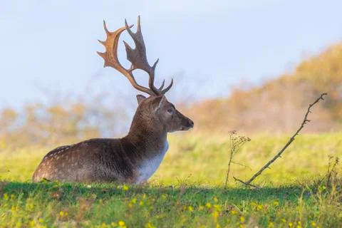 Fallow deer stag Dama Dama in a forest Stock Photos