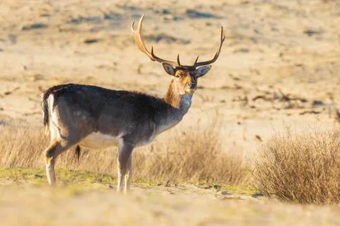 Fallow deer stag Dama Dama with big antlers foraging in a dune landscape Stock Photos