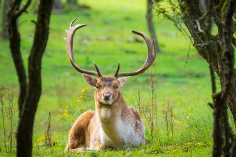 Fallow deer stag Dama Dama in a forest Stock Photos