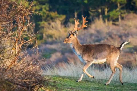 Fallow deer stag Dama Dama Stock Photos