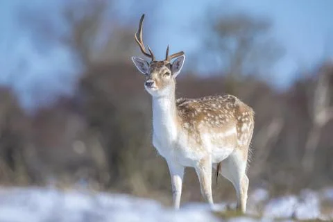 Fallow deer stag Dama Dama foraging in Winter forest snow Stock Photos