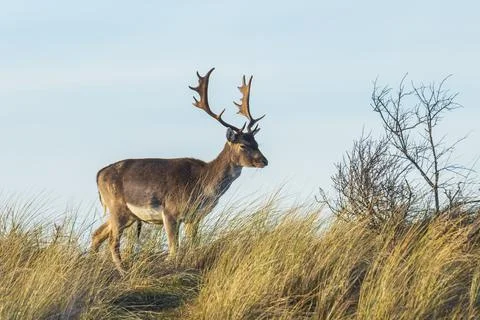 Fallow deer stag Dama Dama Stock Photos