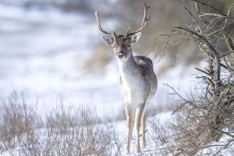 Fallow deer stag Dama Dama foraging in Winter forest snow Stock Photos