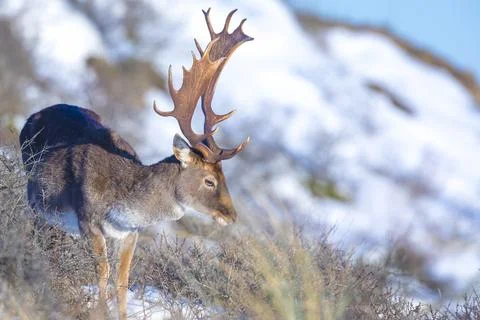 Fallow deer stag Dama Dama foraging in Winter forest snow Stock Photos