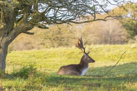 Fallow deer stag Dama Dama in a forest Stock Photos