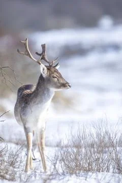 Fallow deer stag Dama Dama foraging in Winter forest snow Stock Photos
