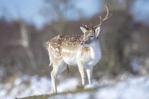 Fallow deer stag Dama Dama foraging in Winter forest snow Stock Photos