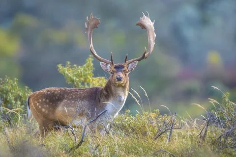 Fallow deer stag, Dama Dama, with big antlers during rutting in Autumn season Stock Photos
