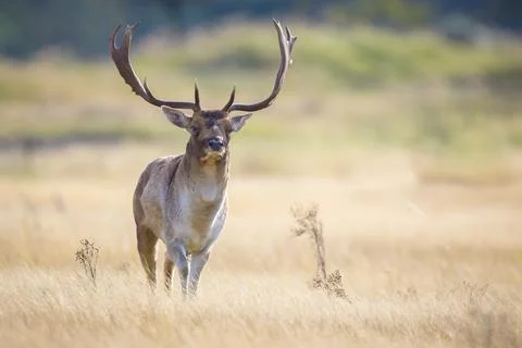 Fallow deer stag, Dama Dama, with big antlers during rutting in Autumn season Stock Photos