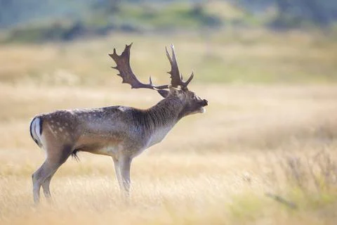 Fallow deer stag, Dama Dama, with big antlers during rutting in Autumn season Stock Photos
