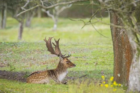 Fallow deer stag Dama Dama in a forest Stock Photos