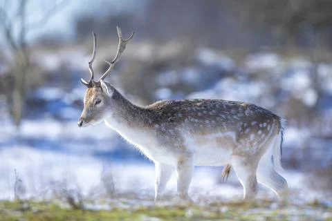 Fallow deer stag Dama Dama foraging in Winter forest snow Stock Photos