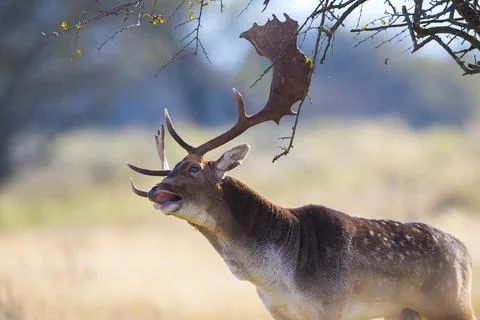 Fallow deer stag, Dama Dama, with big antlers during rutting in Autumn season Stock Photos