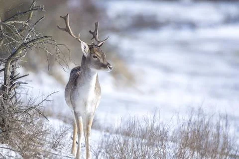 Fallow deer stag Dama Dama foraging in Winter forest snow Stock Photos