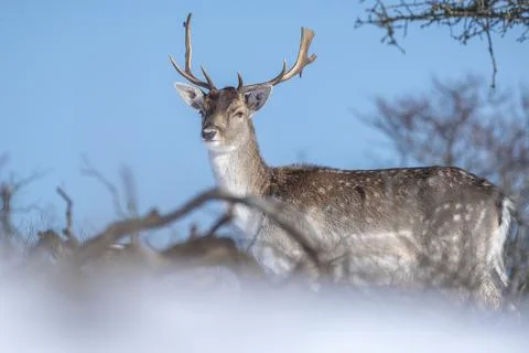 Fallow deer stag Dama Dama foraging in Winter forest snow Stock Photos