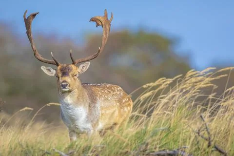 Fallow deer stag, Dama Dama, with big antlers during rutting in Autumn season Stock Photos