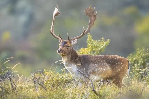 Fallow deer stag, Dama Dama, with big antlers during rutting in Autumn season Stock Photos