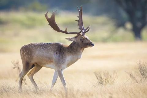 Fallow deer stag, Dama Dama, with big antlers during rutting in Autumn season Stock Photos