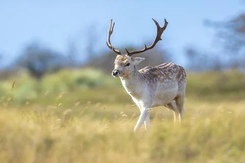 Fallow deer stag, Dama Dama, with big antlers during rutting in Autumn season Stock Photos