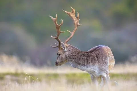 Fallow deer stag, Dama Dama, with big antlers during rutting in Autumn season Stock Photos