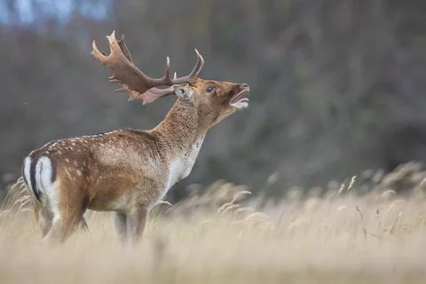 Fallow deer stag, Dama Dama, with big antlers during rutting in Autumn season Stock Photos