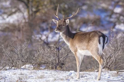 Fallow deer stag Dama Dama foraging in Winter forest snow Stock Photos