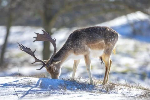 Fallow deer stag Dama Dama foraging in Winter forest snow Stock Photos