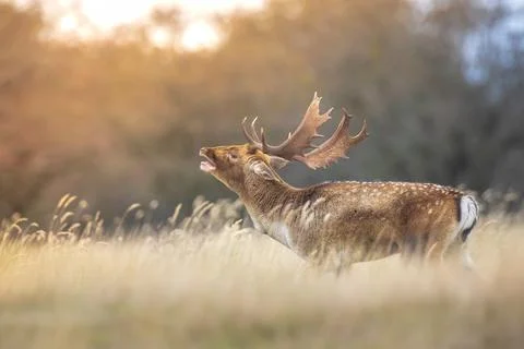 Fallow deer stag, Dama Dama, with big antlers during rutting in Autumn season Stock Photos
