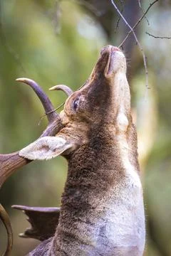 Fallow deer stag, Dama Dama, with big antlers during rutting in Autumn season Stock Photos