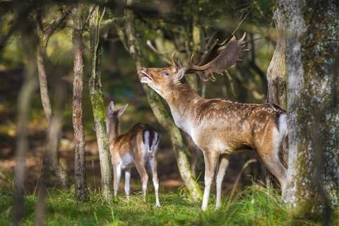 Fallow deer stag, Dama Dama, with big antlers during rutting in Autumn season Stock Photos
