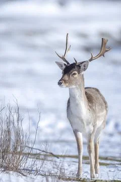 Fallow deer stag Dama Dama foraging in Winter forest snow Stock Photos