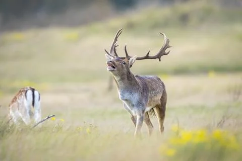 Fallow deer stag, Dama Dama, with big antlers during rutting in Autumn season Stock Photos